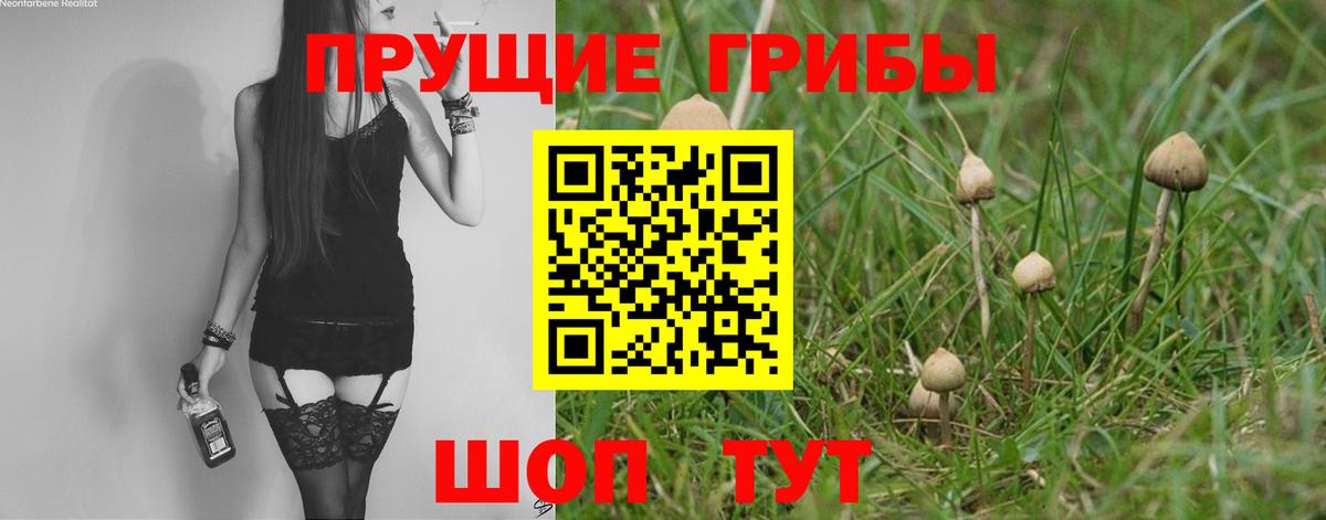 закладки  Псилоцибиновые грибы GOLDEN TEACHER  Вход с VPN  Галлюциногенные грибы GOLDEN TEACHER  Дмитров 
